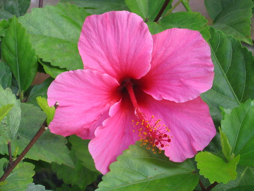 Hibiscus Pink Morning | by John William Hammond