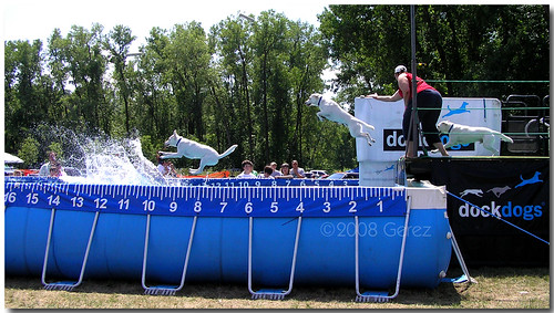 dog pool minnesota flying jump hastings splash sequence dockdogs p720209598seq rivertowndays