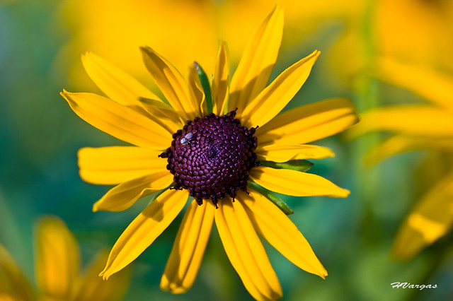 Black eyed susan_0170.jpg