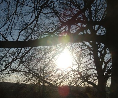Sun through trees Guildford Circular