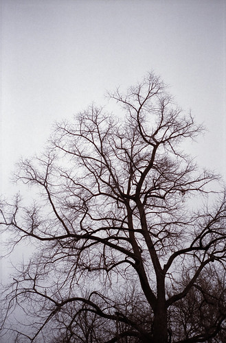 Tree by mori_blur