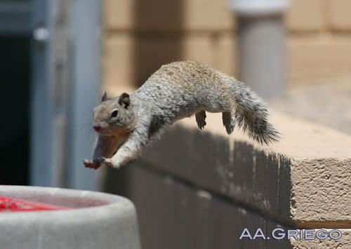 Action Squirrel