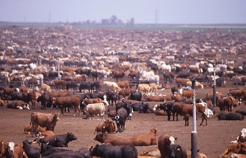 Beef Cattle Factory Farm
