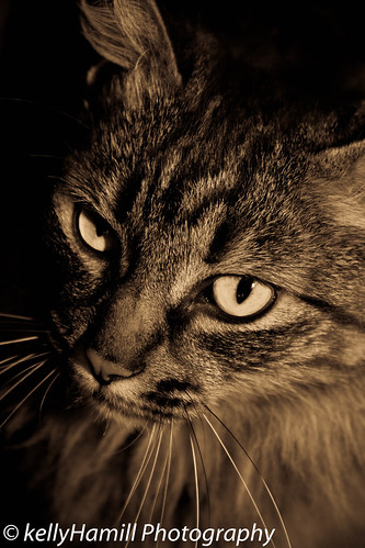 Cat eye | by kellyhamill