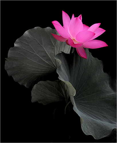 Flower / Lotus Flower / Pink Flower / pink /  - زهرة اللوتس, ハスの花, 莲花, گل لوتوس, Fleur de Lotus, Lotosblume, कुंद, 연꽃 by Bahman Farzad