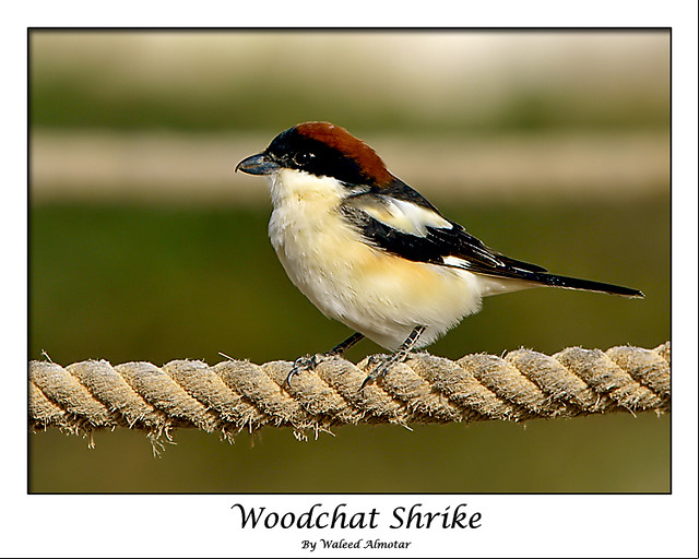 ( CUTE )  Woodchat Shrike قحافي