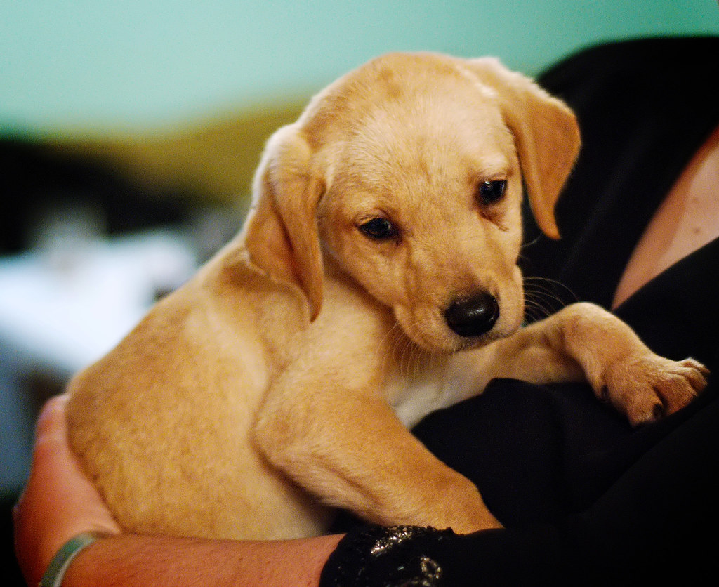 Puppy