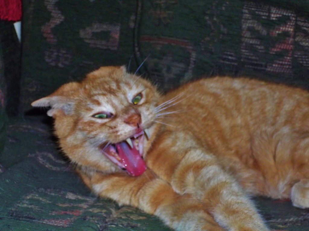 Be afraid! Be very afraid!!!! | Ginger having a mad moment. … | Flickr