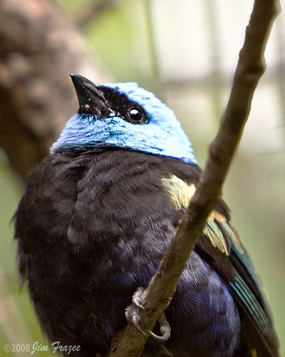 Eastern Blue-necked Tanager by Jim Frazee