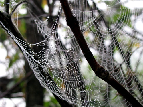 statepark nature dewdrops indiana spidersweb lakesummit henrycounty 47361