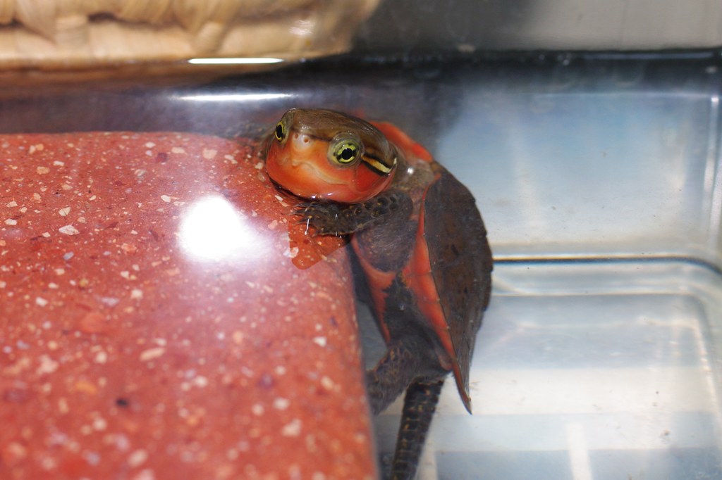 IMGP3430 | Big-headed turtle (Platysternon megacephalum pegu… | Flickr