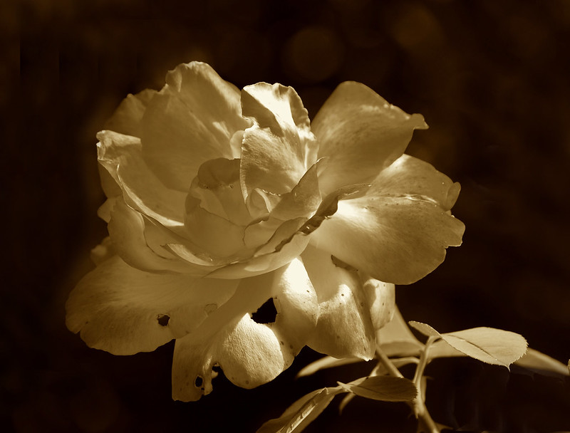 Flickr Rosa 157 B&W | Flickr