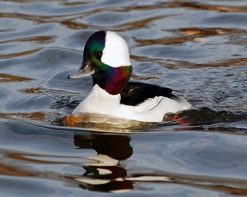Bufflehead by J Bespoy Photography