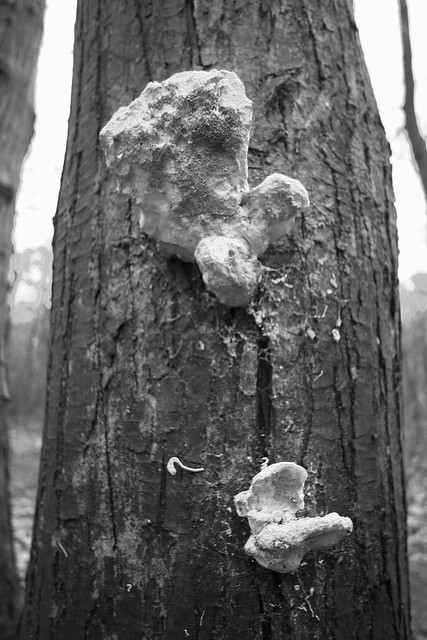 Mushroom and tree