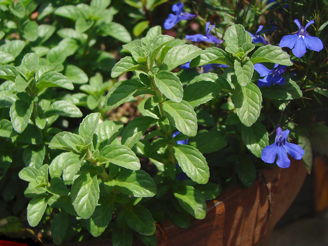Garden herbs - English Pennyroyal - Mentha pulegium