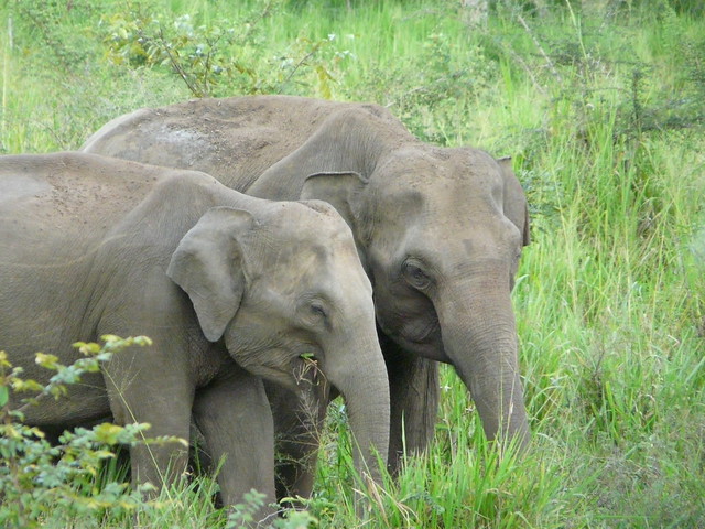 Elefantes en Sri Lanka (Safari en Huluru Eco Park)