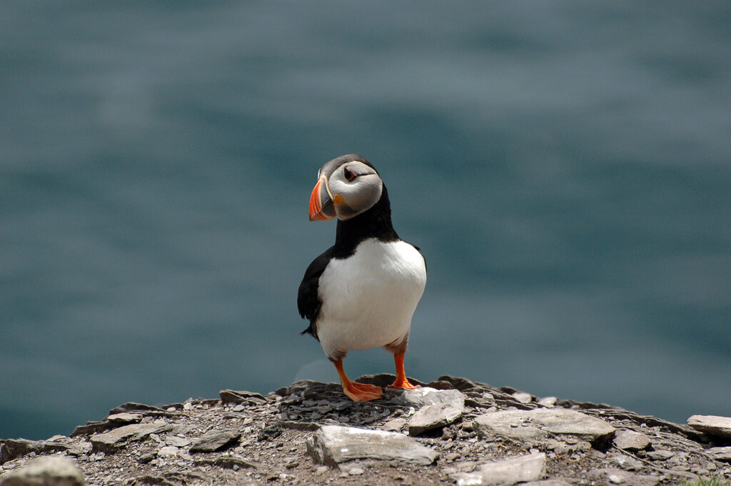 Puffin on Skellig Michael
