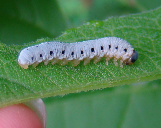 Sawfly larva: Macrophya phylacida