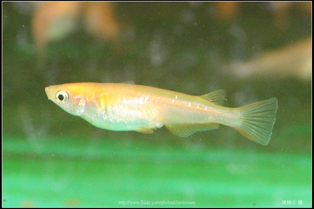 Female medaka -3 (日本青鱂魚)