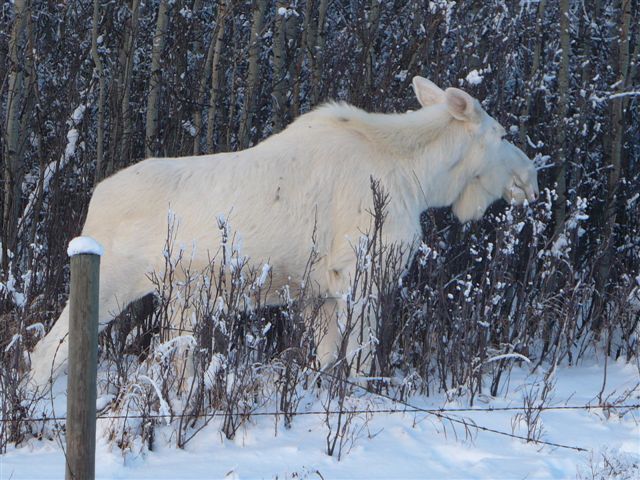 Albino Bull Moose