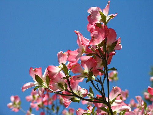 Blooming Dogwood Close-Up