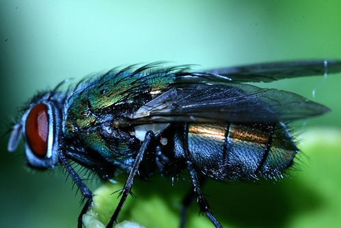 Fly (Explored) by mrkyboy