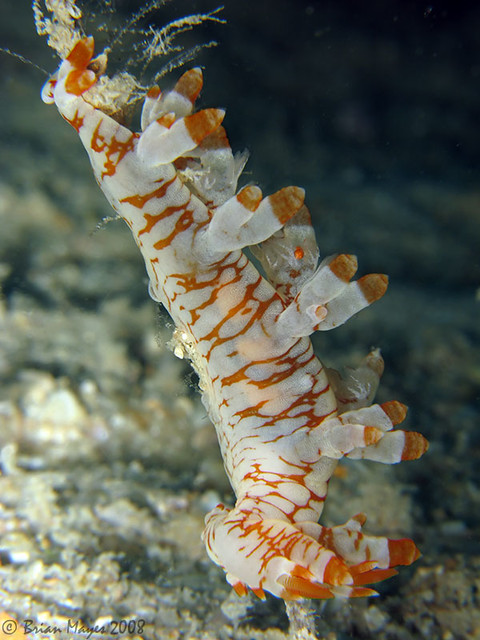 Nudibranch (Bornella cf. adamsii)