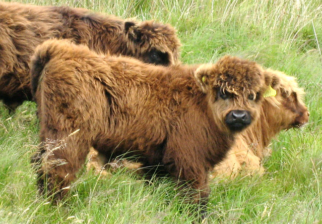 Highland cattle Fairlie Moor