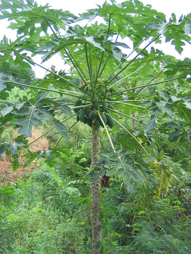 Papaya tree | by lightwrite