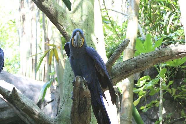 Hyacinth Macaw at Animal Kingdom