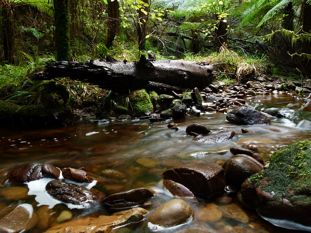 Unnamed Creek, West Coast NZ