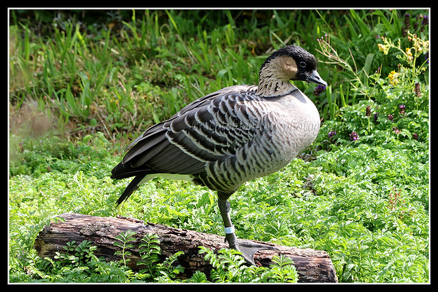 IMG_0016 Hawaiian Goose