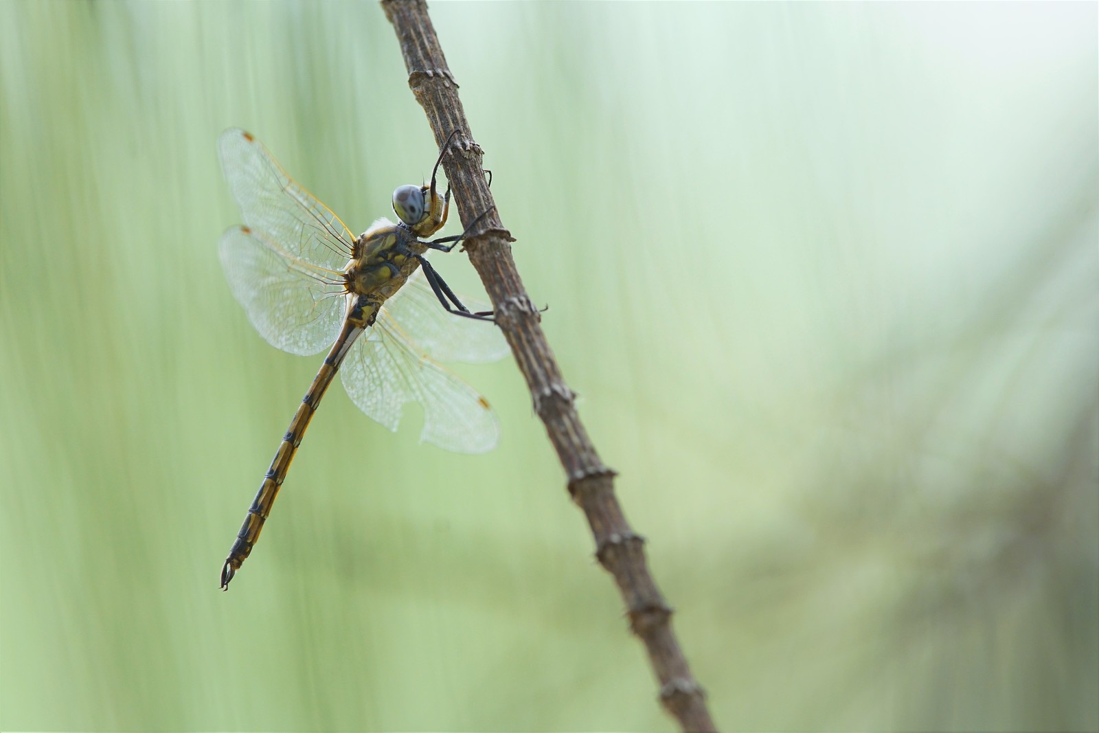 Dragonfly. Melbourne Australia.