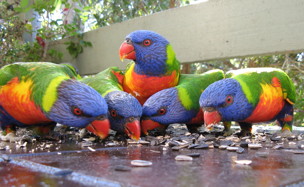 Rainbow Lorikeet    - Most Beautiful Birds in the worlds