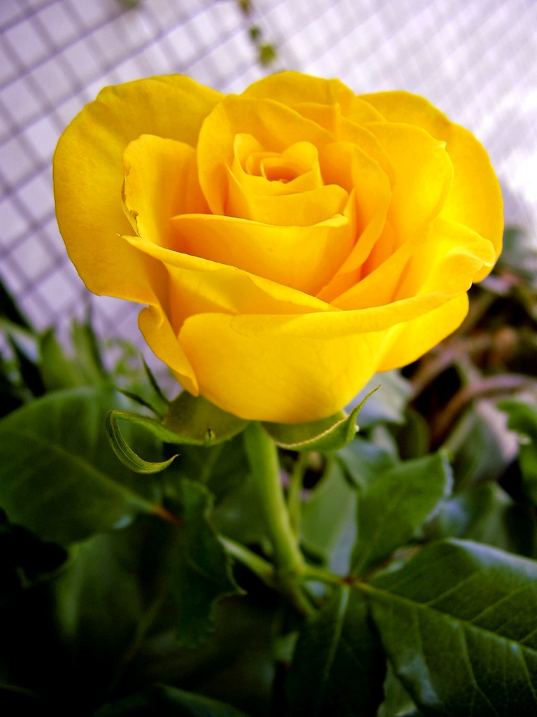 rosa amarela 02 | Uma linda rosa amarela, recém abrindo. Par… | Flickr