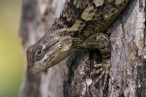 Back away from the lizard - #WildlifeWednesday by seeit_snapit