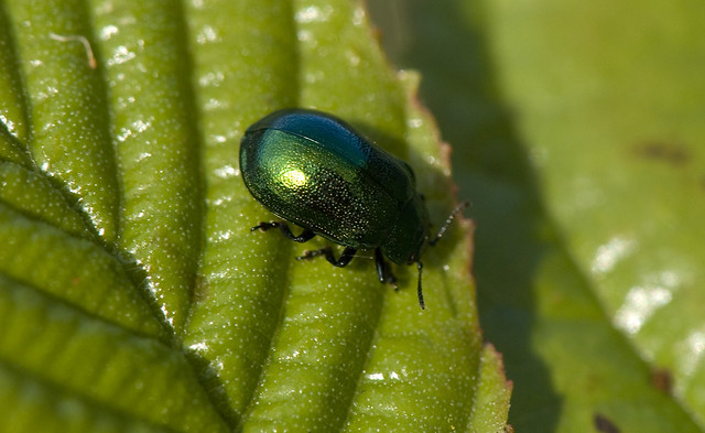 Chrysomela aenea (Chrysomelidae)