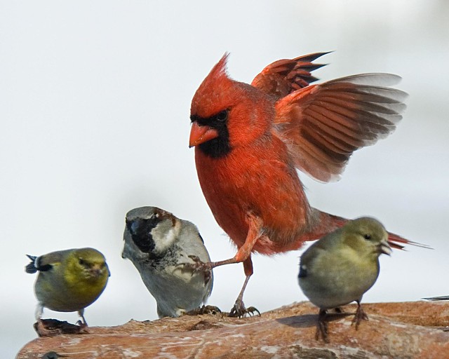 An Agressive Cardinal!