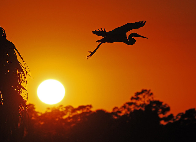 egret flying silhouette and sun