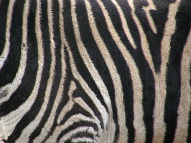 Zebra strepen