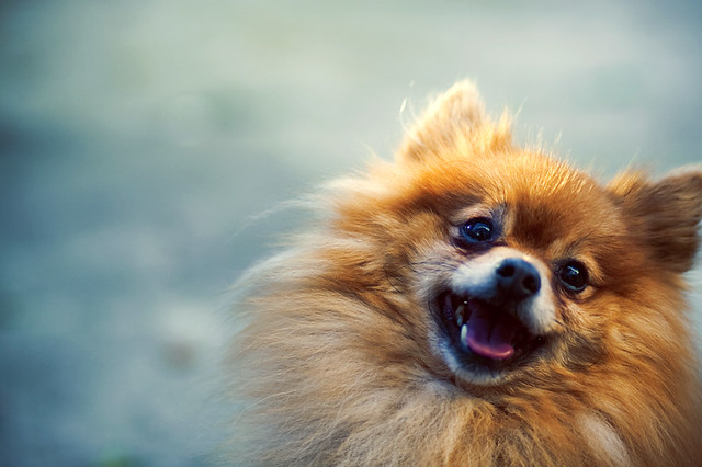 The Happiest Pomeranian