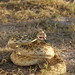 Flickr photo 'Bull snake a.ka. the Deige (Pituophis catenifer sayi)' by: Dallas Krentzel.