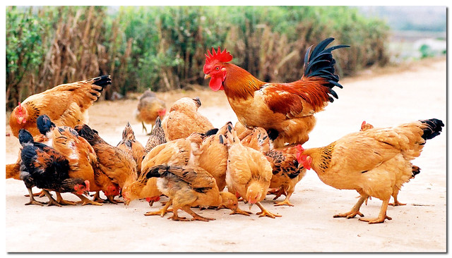 Hình tượng con gà trong văn hóa  Wikipedia tiếng Việt