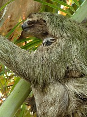 Sloth and baby