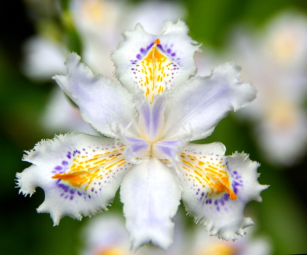 Iris Japonica | View On Black Flor a l'entrada del monestir … | Flickr