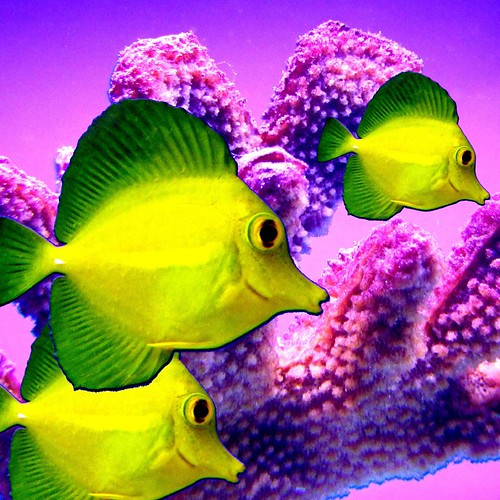 Pink coral, yellow fish by tina negus