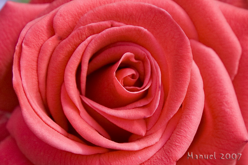 Which Is A Rosa Rosa | Aproximadamente 200 especies botánicas de rosas son n… | Flickr
