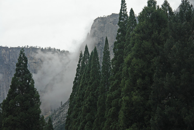 Pines and mist