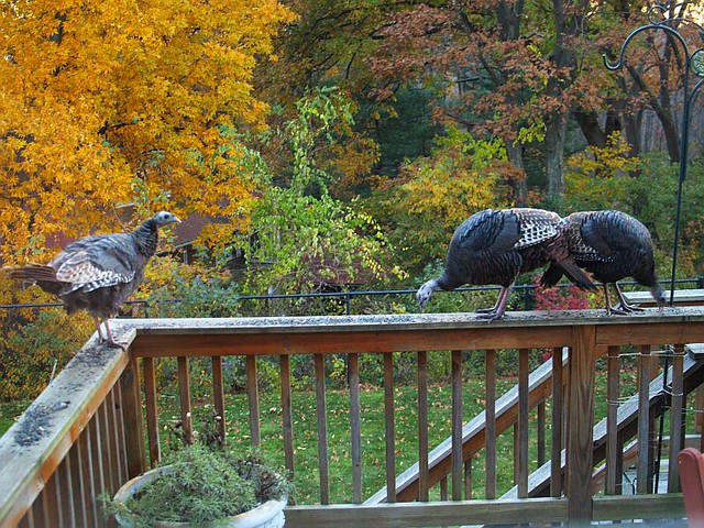 Turkeys on Deck