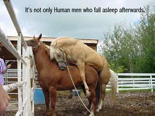 sleeping after sex horse | Andy | Flickr